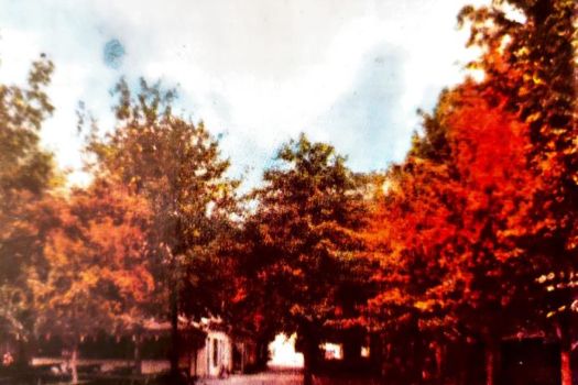 beautiful trees 1980