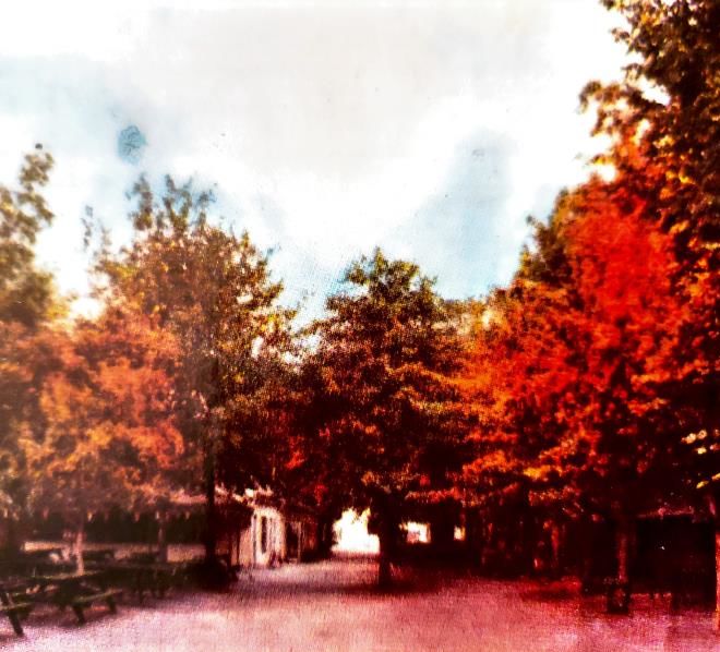 beautiful trees 1980